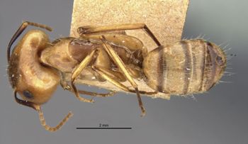 Media type: image;   Entomology 21484 Aspect: habitus dorsal view